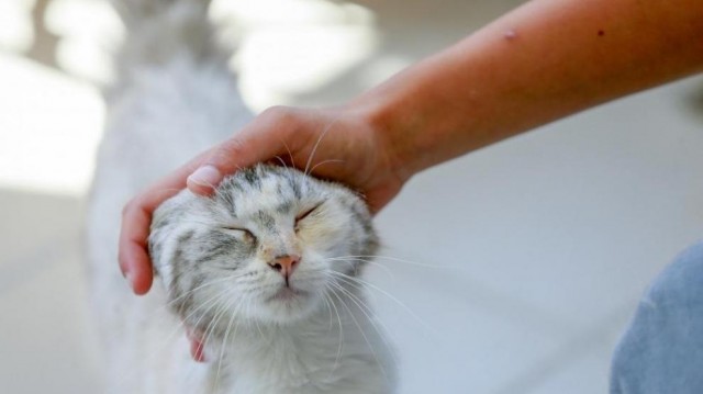El Ayuntamiento de Benicàssim esterilizó a 120 gatos callejeros en 2024