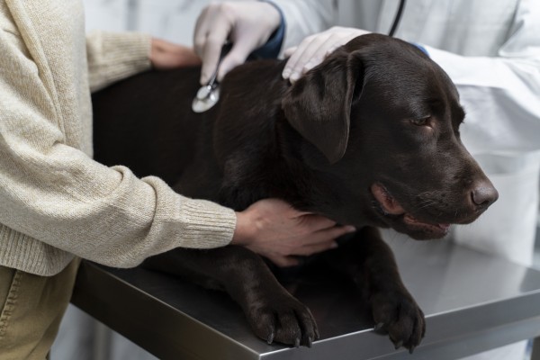 Condenan por intrusismo a una falsa veterinaria de Albal que fue grabada por un investigador privado
