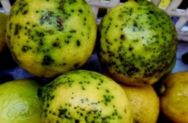 La Unió apoya las medidas europeas para frenar la propagación de la enfermedad de la mancha negra en cítricos
