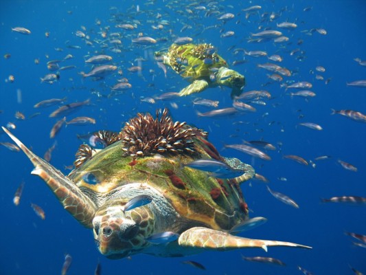 La UV investiga cómo proteger a las tortugas marinas de los aparejos de pesca abandonados en el Mediterráneo