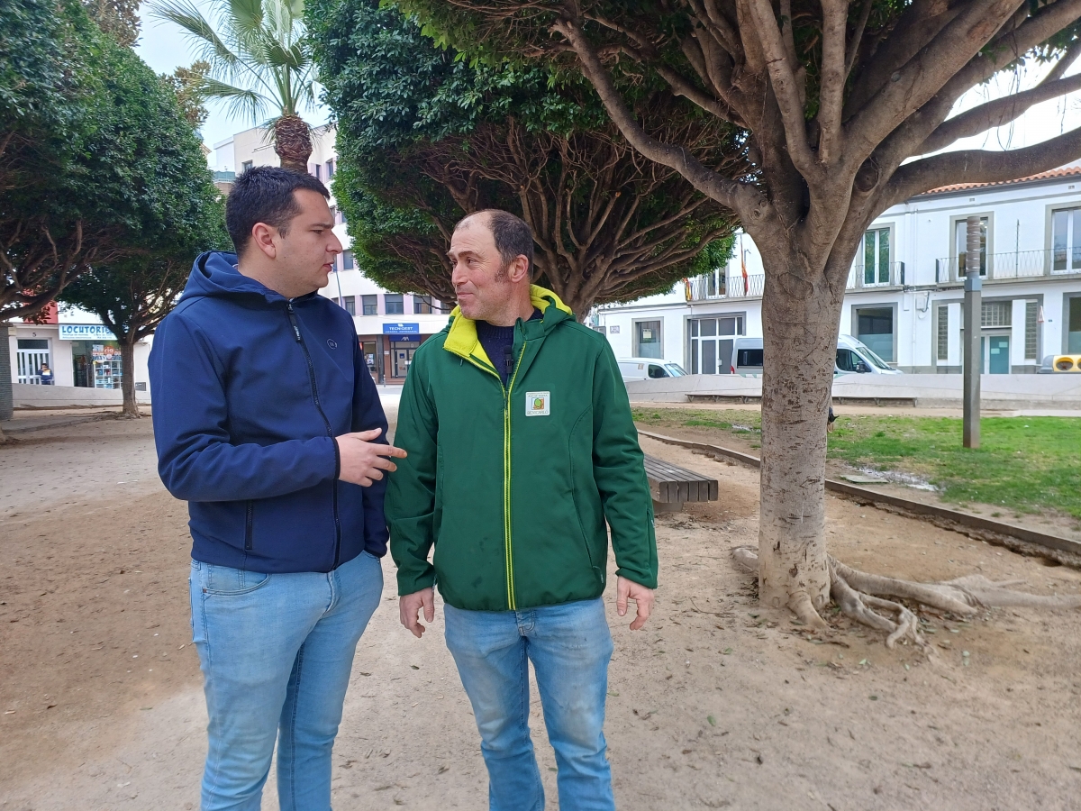 Benicarló prepara més de 1500 quilos de carxofes per a celebrar una gran torrada popular