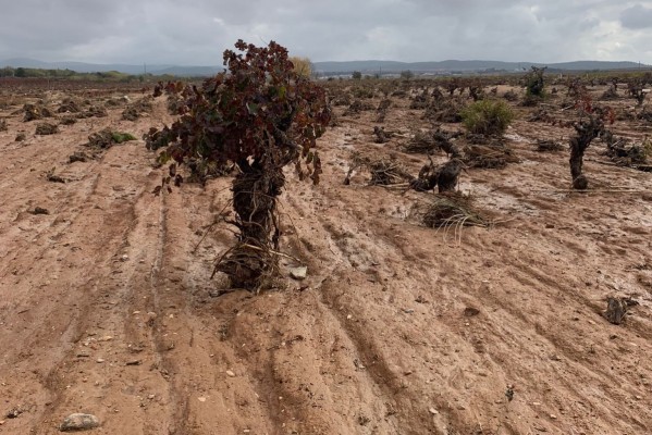 Viñas desnudas en tierras revueltas