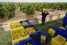 Las exportaciones de cítricos caen un 2,2% pero crece su valor en los mercados internacionales