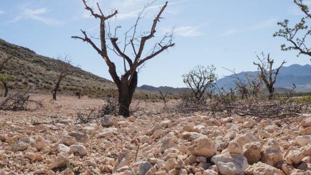 Fecoam alerta de los daños de la sequía en los cultivos de la Región y reclama que lleguen los nuevos fondos europeos