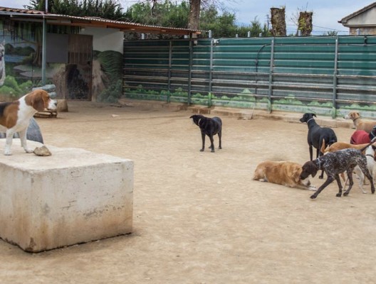 El negocio de las mascotas está en auge: desde tiendas de alimentación hasta guarderías para perros y gatos proliferan en Murcia