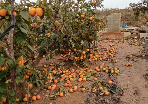 La Unió estima las pérdidas iniciales en el campo por la Dana en 816 millones de euros