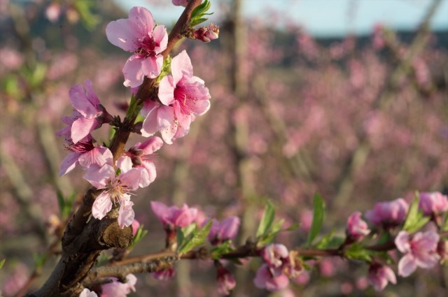 Regresa la Floración de Cieza: rutas para disfrutar de los árboles teñidos de rosa