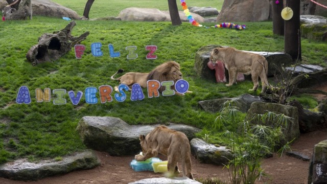 Bioparc València celebra la primera jornada de su 17º cumpleaños con 