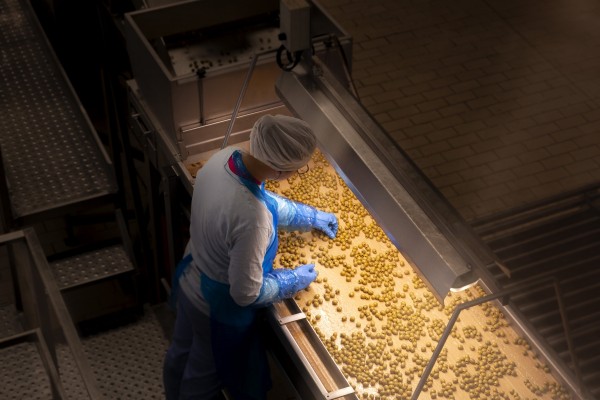 El 93,5% de la plantilla de la alcoyana Aceitunas Serpis procede de l'Alcoià y el Comtat