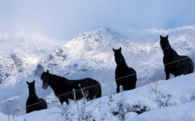 Beille, la cuna de los Mérens y del ski-joëring