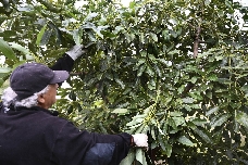 Valencia se afianza como tercera provincia productora de aguacate tras Granada y Málaga