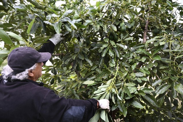 Valencia se afianza como tercera provincia productora de aguacate tras Granada y Málaga