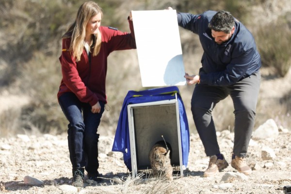 La suelta de dos nuevos linces eleva a veinte el total de ejemplares censados en la Región