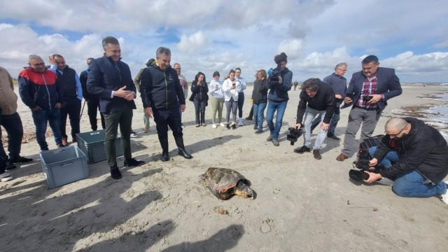 Dos tortugas boba recuperadas en San Pedro elevan el número de ejemplares liberados hasta los 50 desde 2010