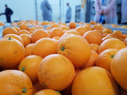La Unió alerta de los primeros robos de cítricos de la campaña y reclama mayor vigilancia en las zonas productoras