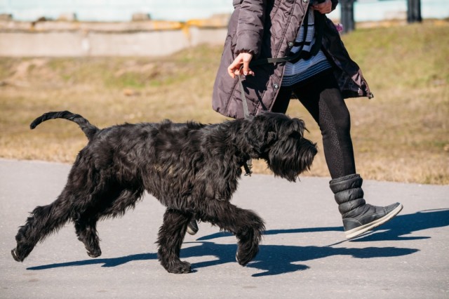 Veterinario y gestor de colonias felinas: novedades del contrato de tenencia de animales en San Vicente