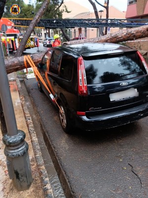 La caída de un árbol de grandes dimensiones deja atrapados a dos vehículos estacionados en Godella