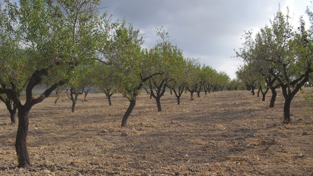 AVA critica que el Gobierno excluye de las ayudas de frutos secos a las comarcas productoras de València y Castellón