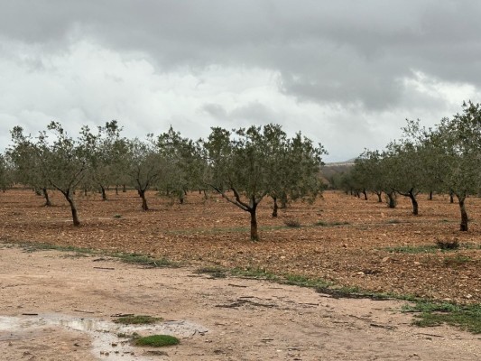 La lluvia insufla vida a los agricultores de la Región: 