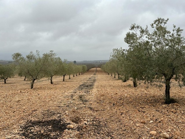Una hectárea de suelo agrario cuesta más de 30.000 euros en la Región, el precio más alto de toda la Península