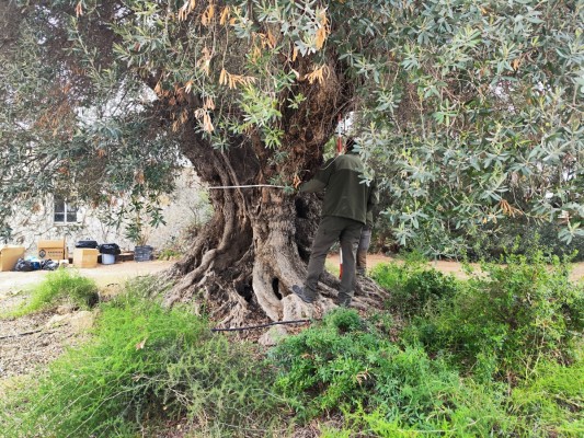 La Generalitat forma a los agentes medioambientales en protección de árboles monumentales de la Comunitat 
