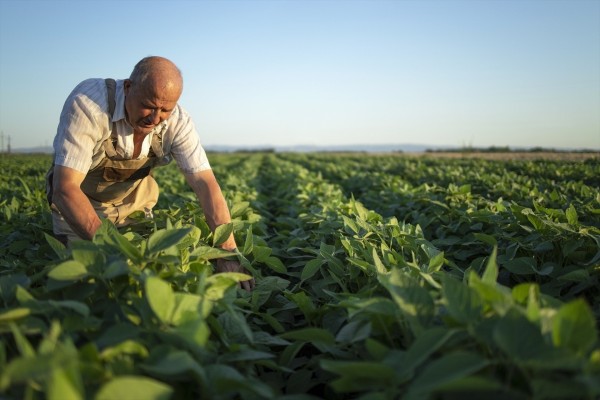 La patata se paga la mitad en el campo y multiplica por siete el precio en el súper, según AVA