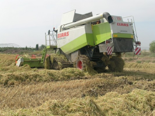 La Unió denuncia una caída del precio del arroz de un 8% mientras suben las importaciones de otros países