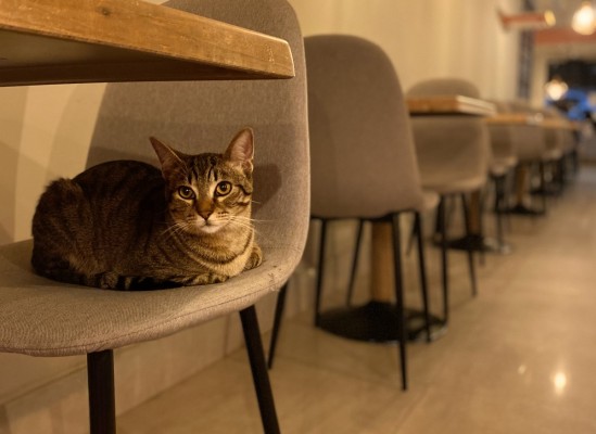 Los habitantes de la Región invierten más en sus gatos: 109 euros al mes en alimentación, juguetes y cuidados