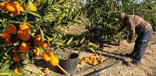 El aforo citrícola confirma un recorte del 9,4% en Castellón y sitúa la campaña en mínimos históricos