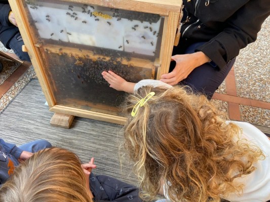 Alicante instruye a más de 2.800 escolares sobre la importancia de los insectos polinizadores urbano