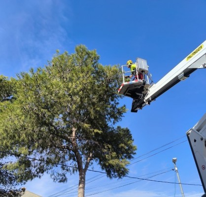 Murcia intensifica la campaña contra la procesionaria que afecta a los pinos