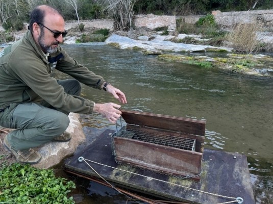 Medio Ambiente intensifica la lucha contra el visón americano para proteger la biodiversidad de la Comunitat