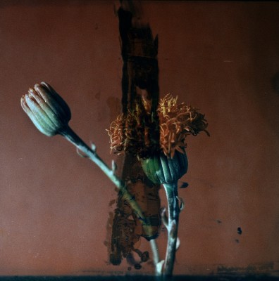 Pablo San Juan presenta en València su proyecto fotográfico ‘Botanica Amoris’