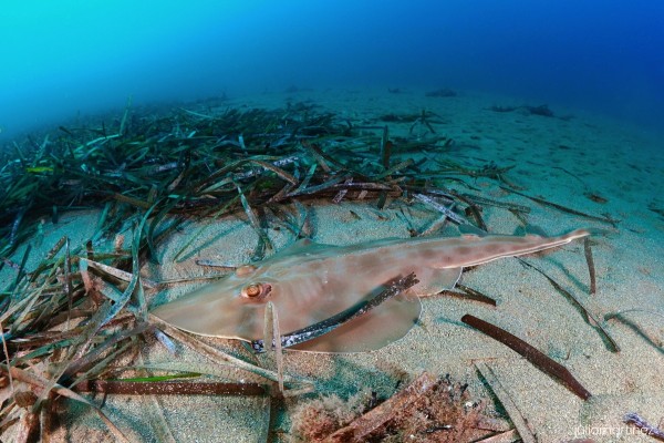 La costa de la Región, un refugio para el pez guitarra y otras rayas y tiburones que se creían perdidos en el Mediterráneo occidental