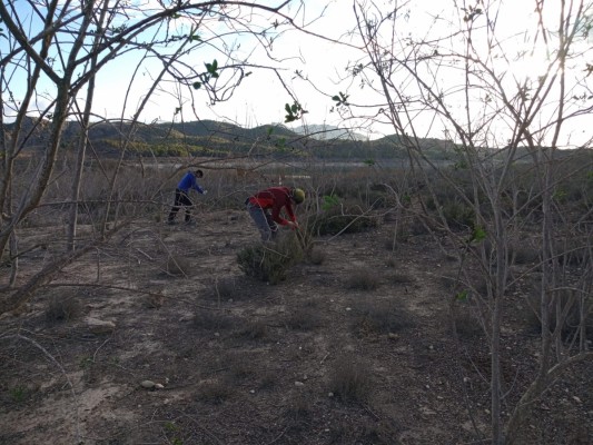 Proyecto piloto en Fortuna, Molina de Segura, Santomera y Abanilla para eliminar la Nicotiana glauca de zonas protegidas