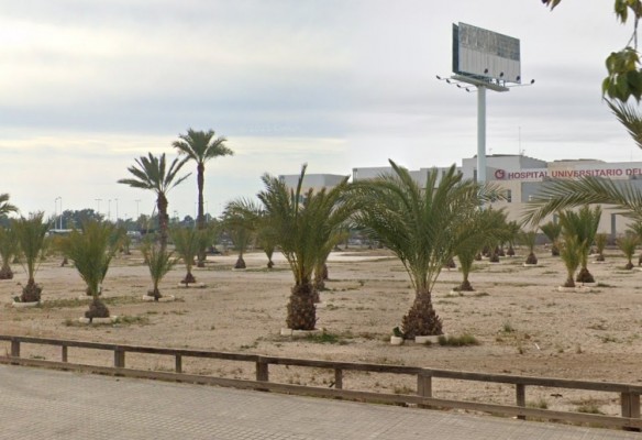 El calendario del plan 'Elx Natura' para 2025: más arbolado en Carrús y el parque del Vinalopó a finales de año