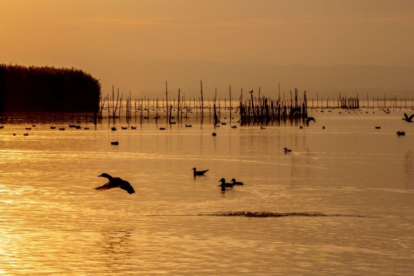 Juan Solbes explora l'Albufera desde dentro a través de la fotografía