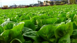 La empresa murciana Campounión renuncia al limón y trasladará su actividad a Fuente Álamo