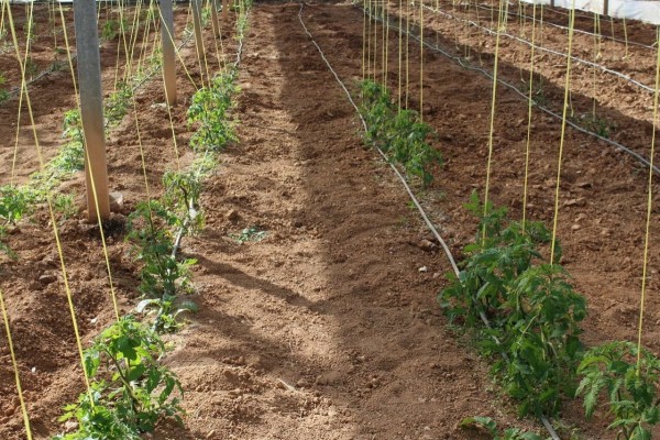 La Unió pide a Agricultura medidas urgentes para frenar la afección de la plaga importada de la tuta absoluta en tomate