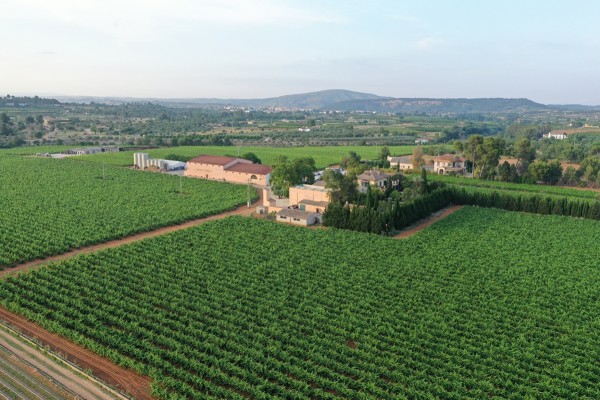 Ubavida realizará un taller sobre vinos desalcoholizados en Bodegas Enguera