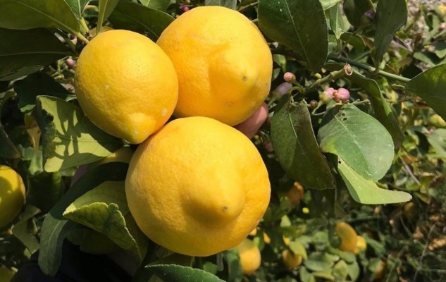 Alerta en la Región por la rápida expansión de un virus que amenaza al limón murciano