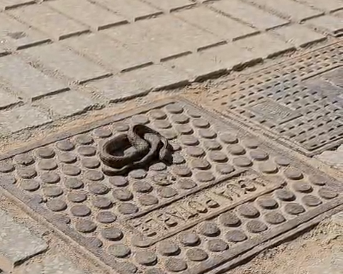 Serpiente en la entrada de una nave en el polígono de La Estación - Serpiente en la entrada de una nave en el polígono de La Estación