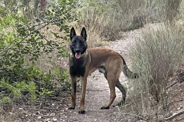 Mali, un perro 'voluntario' desplazado a Valencia para ayudar en las tareas de rescate
