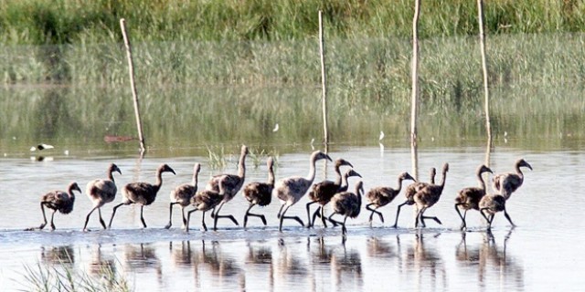 Las luces artificiales a nivel del suelo alteran la migración de las aves