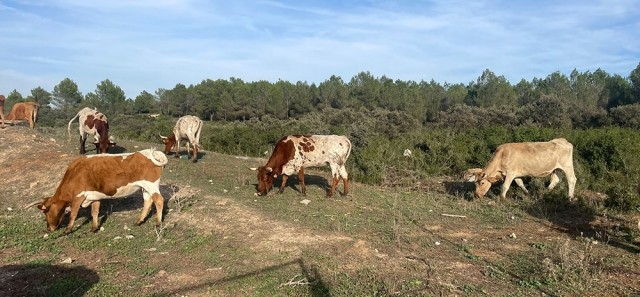 AVA-Asaja pide a la Conselleria de Agricultura ampliar hasta el 31 de mayo el plazo para tramitar la PAC