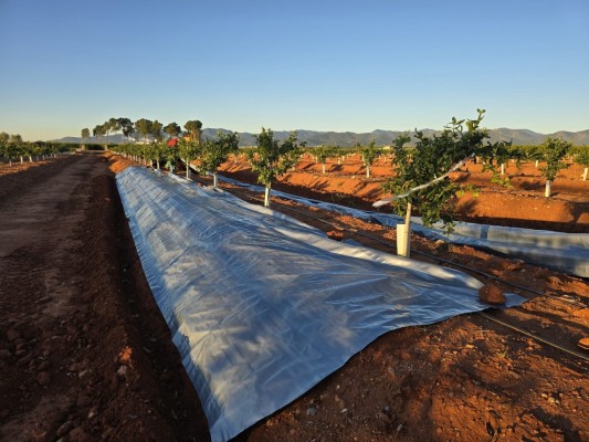 El Ivia ensaya en dos campos de cítricos de Burriana el efecto de plásticos reflectantes en el control de plagas