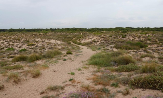 Los ecologistas piden que el Parador de El Saler y el campo de golf pasen a dominio público para restaurar el sistema dunar 