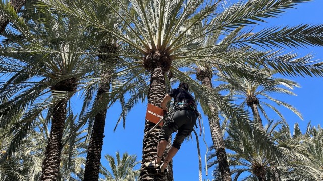 El jardín Huerto del Cura de Elche dedica una palmera al cineasta Manuel Gutiérrez Aragón