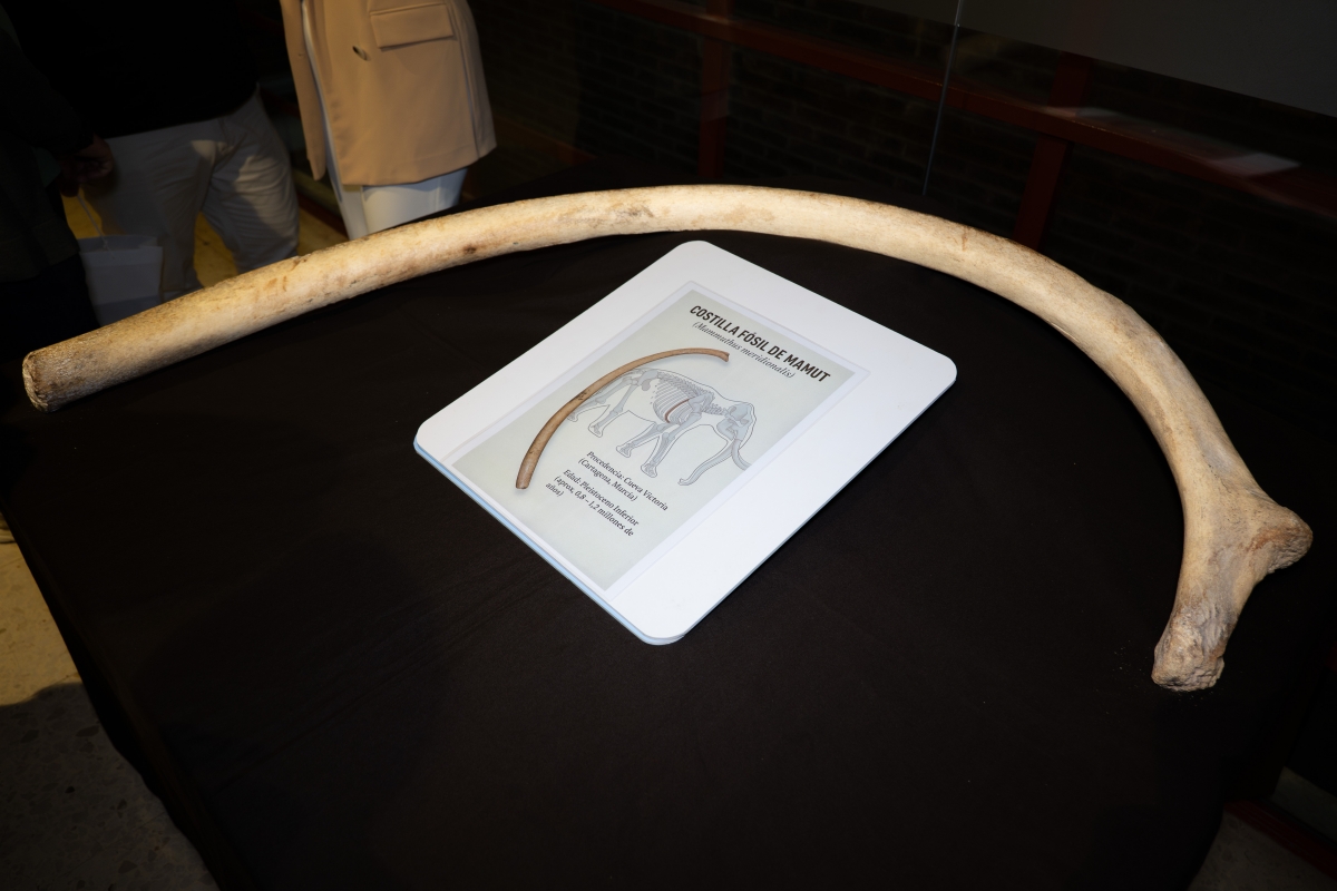 La supuesta costilla de mamut