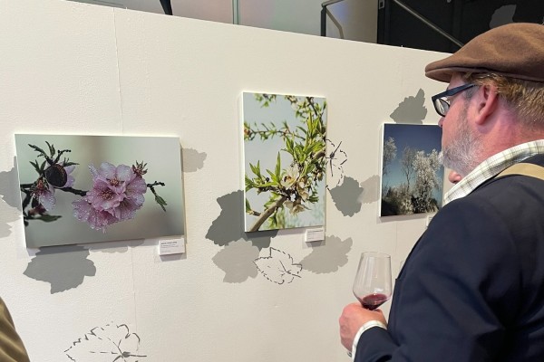 La Cooperativa de Viver premia la belleza de la floración del almendro con su concurso de fotografía